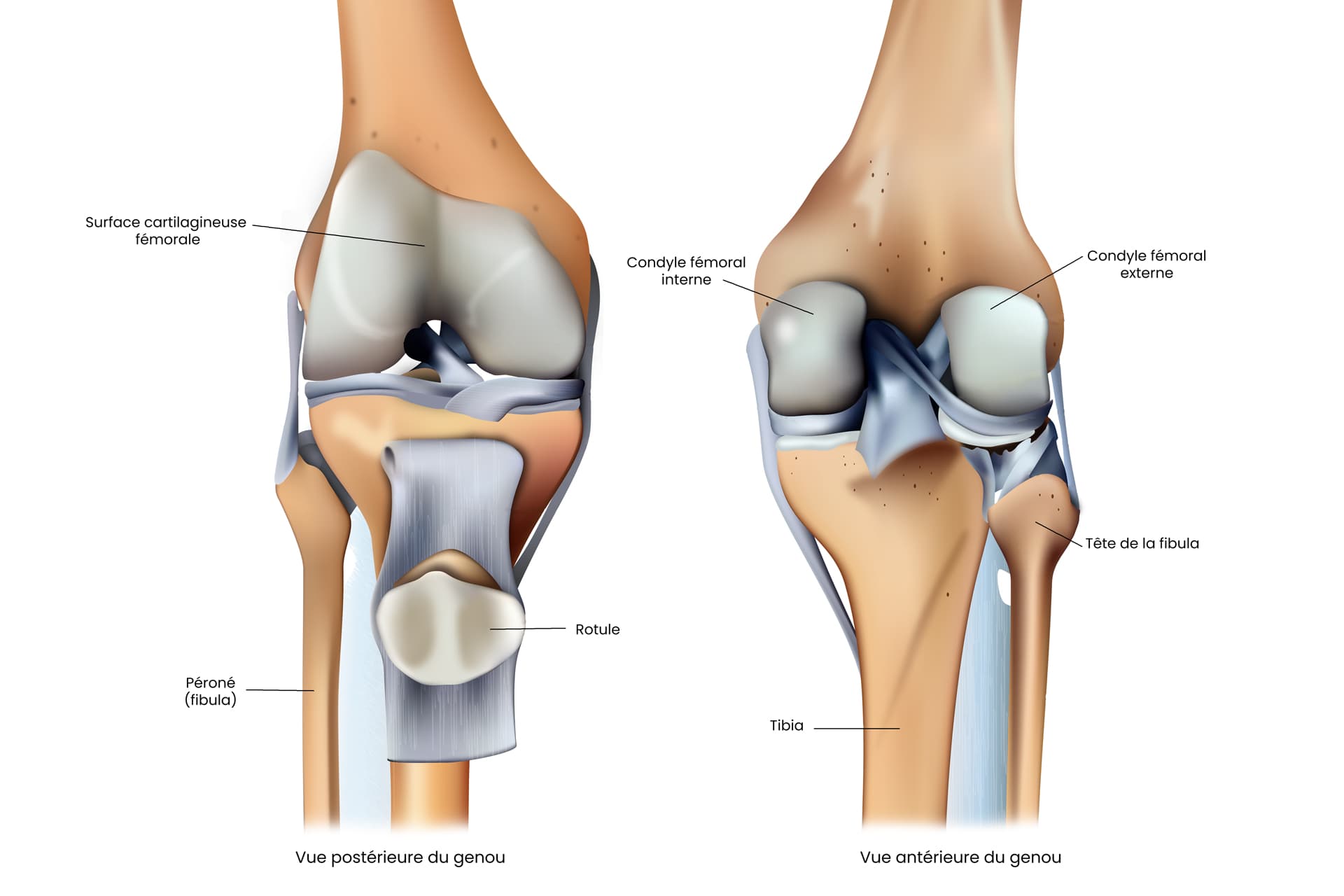 Schema anatomique du cartilage du genou