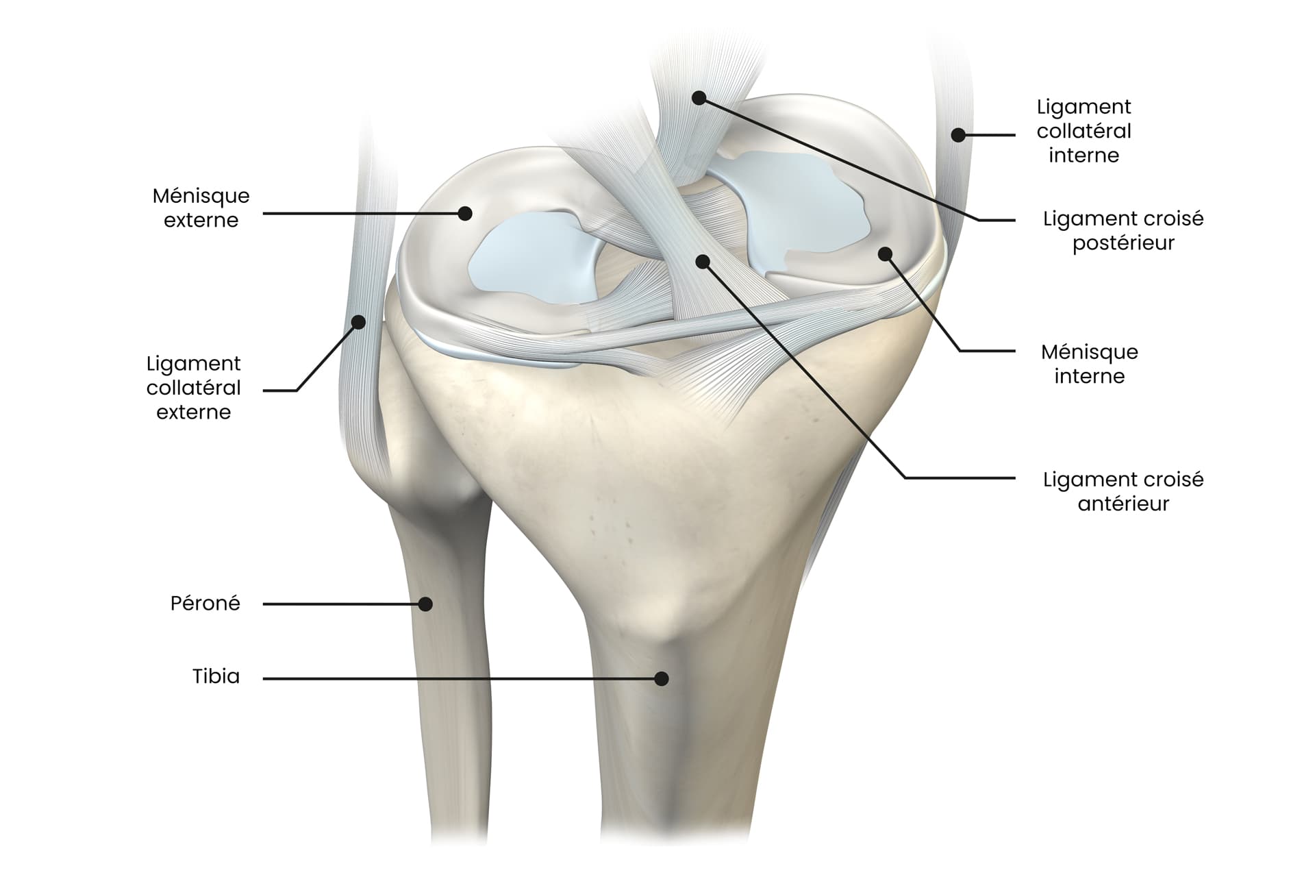 Ligaments Lat raux Genou Anatomie Du Genou BXSRTK Ligaments Lat raux Genou Anatomie Du Genou BXSRTK