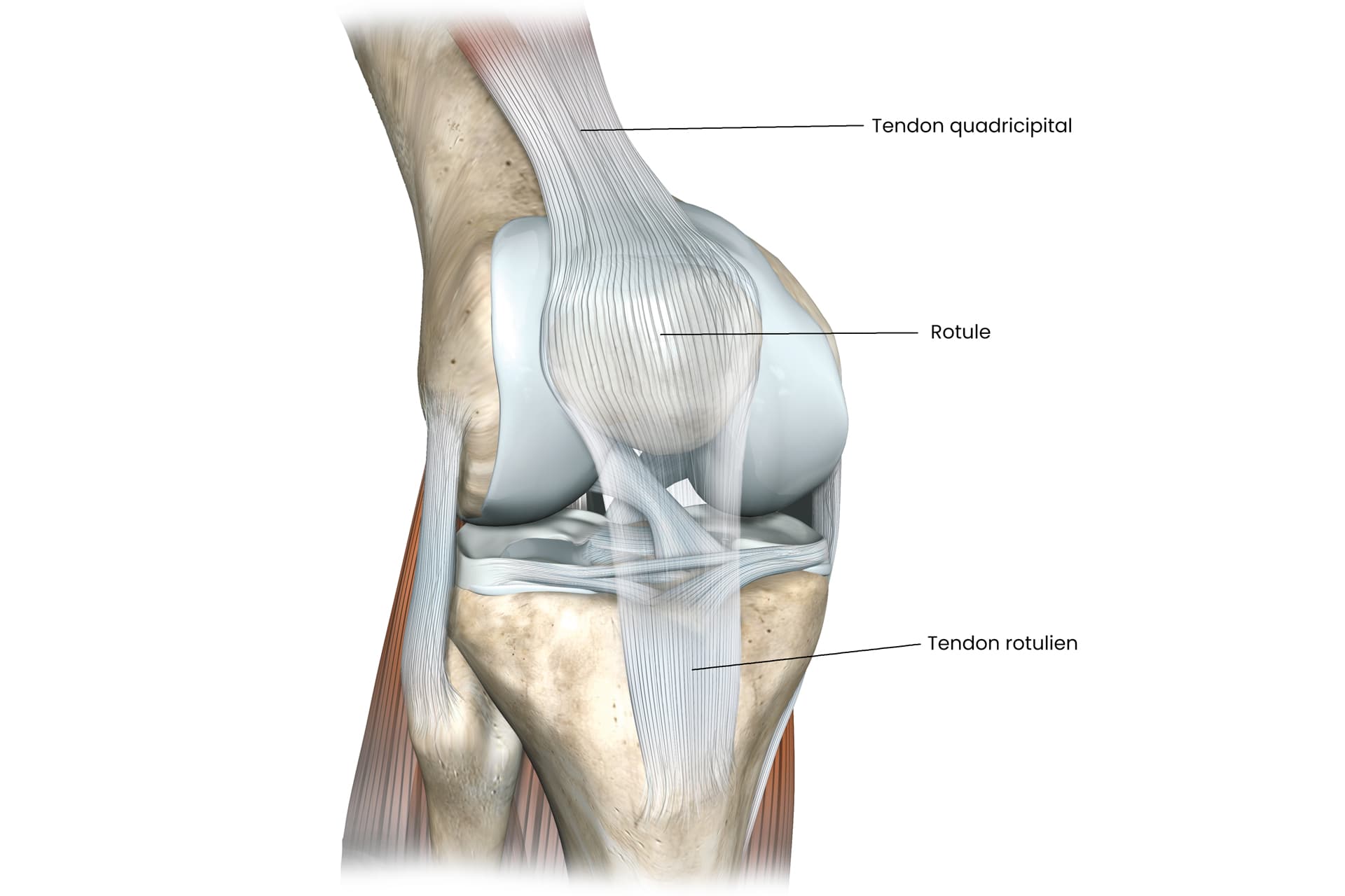 Anatomie du genou : os, cartilage, muscles, tendons, ménisques, nerfs