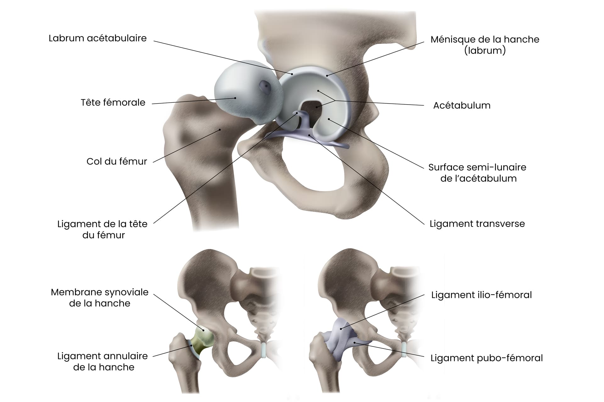 Schema de l'articulation de la hanche
