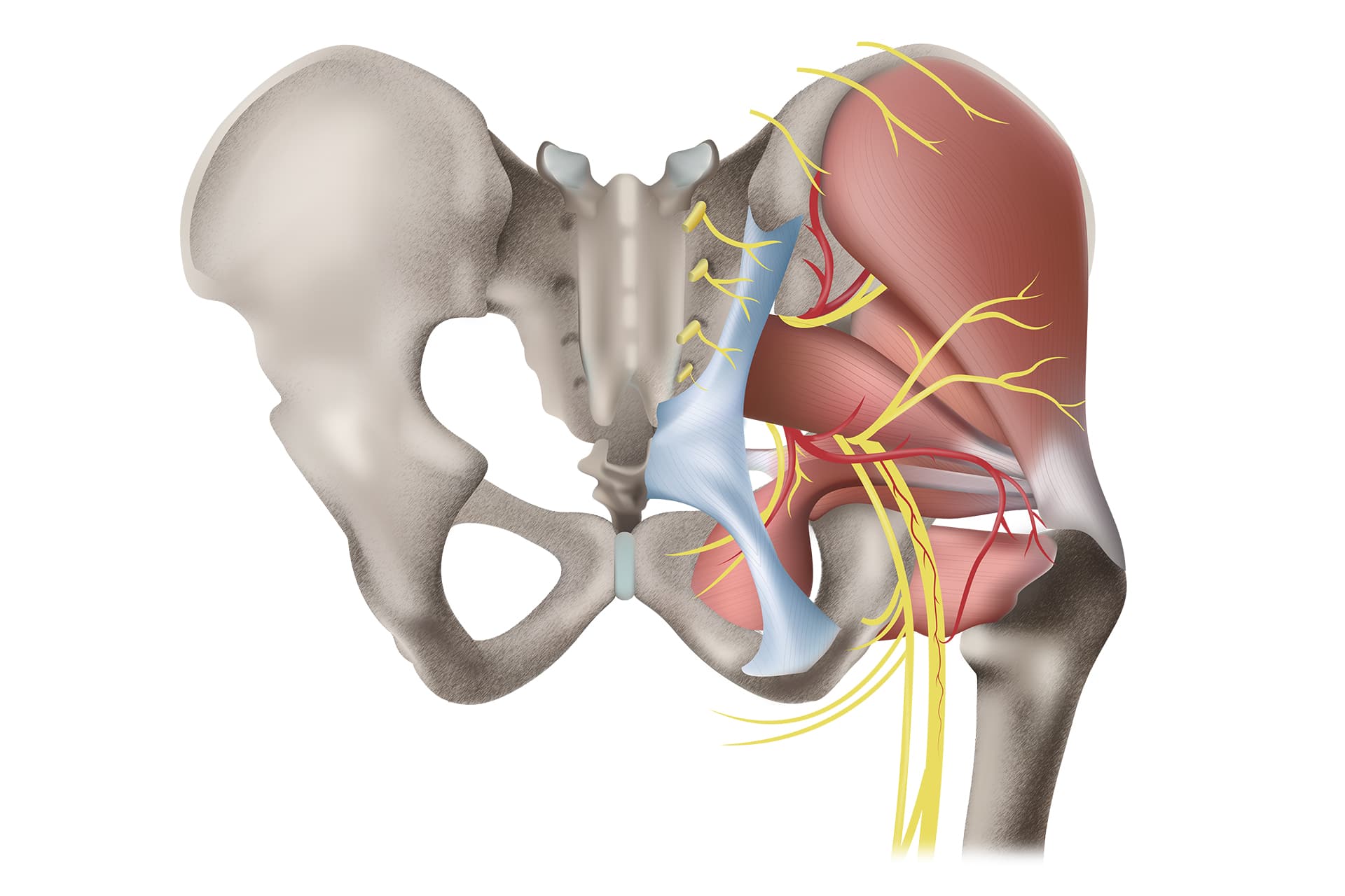 Anatomie de la hanche : os, muscles, moyens d'union, nerfs, vascularisation