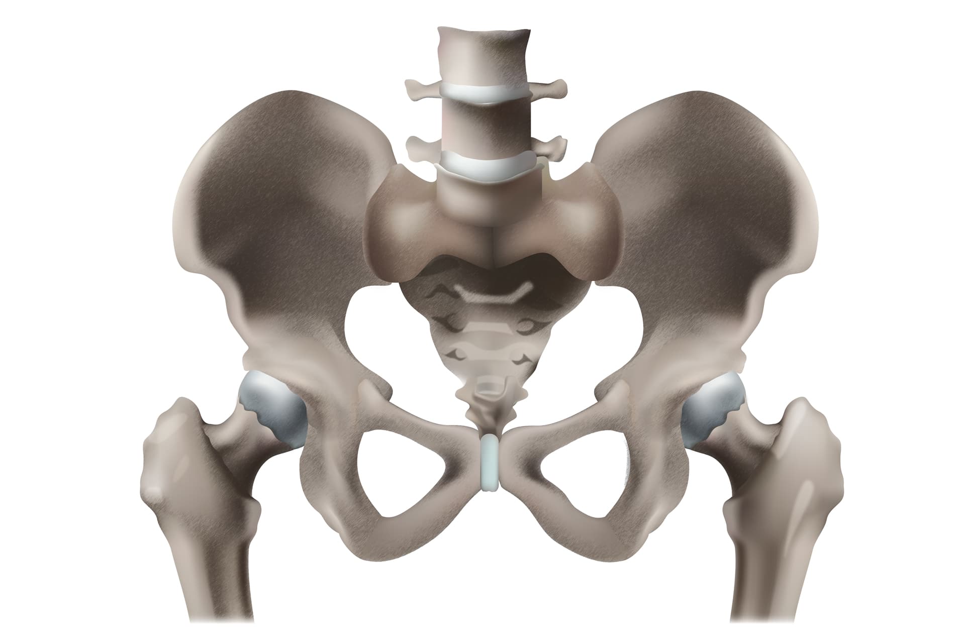 Schema anatomique des os de la hanche