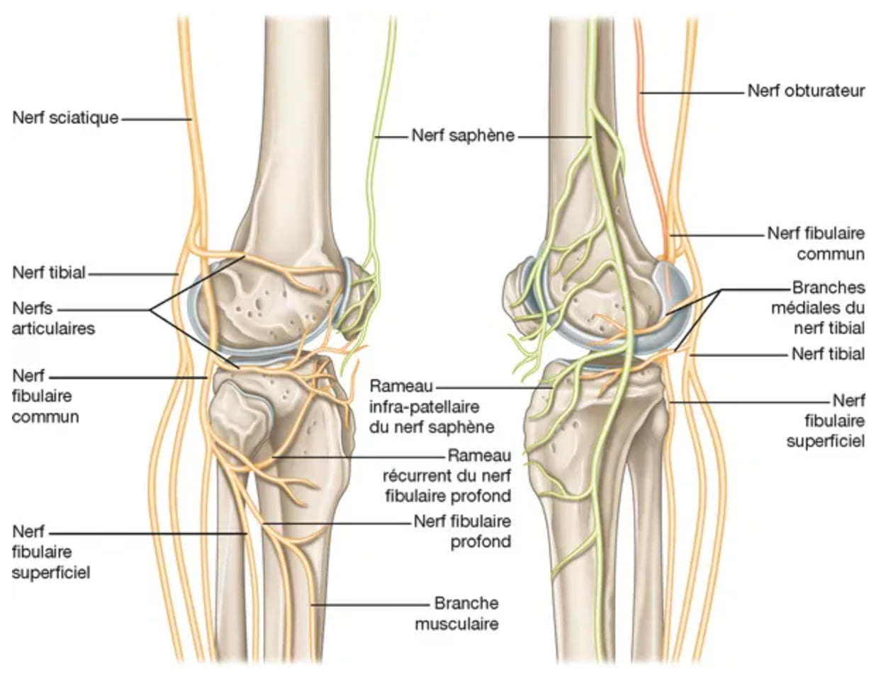 Schema de l'innervation du genou