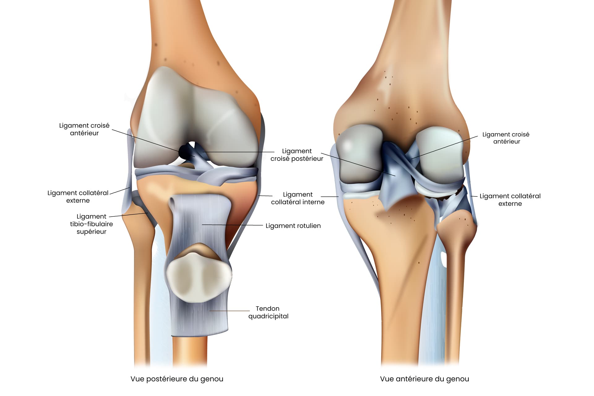 Les ligaments du genou