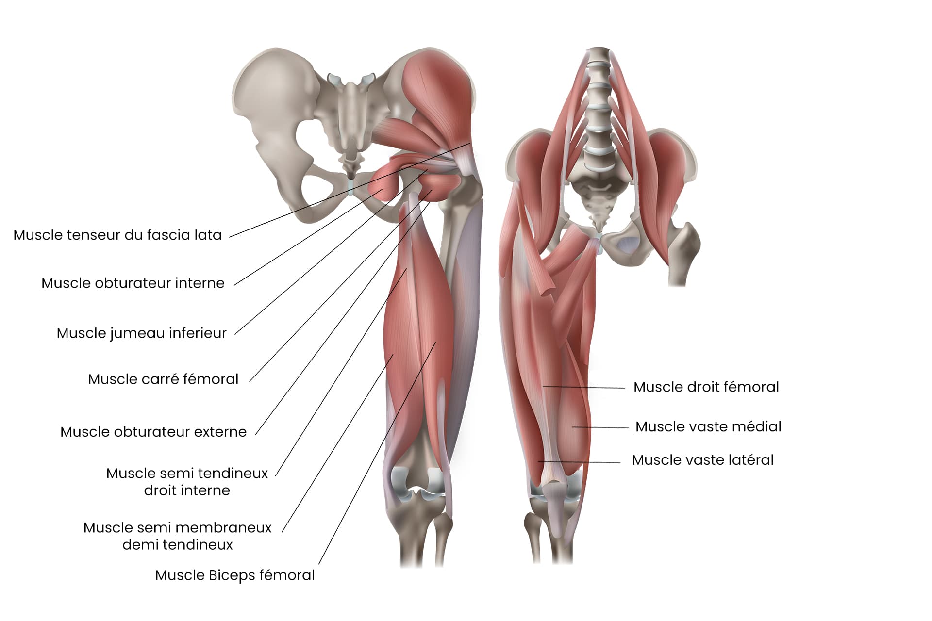 Schema anatomique des muscles du genou