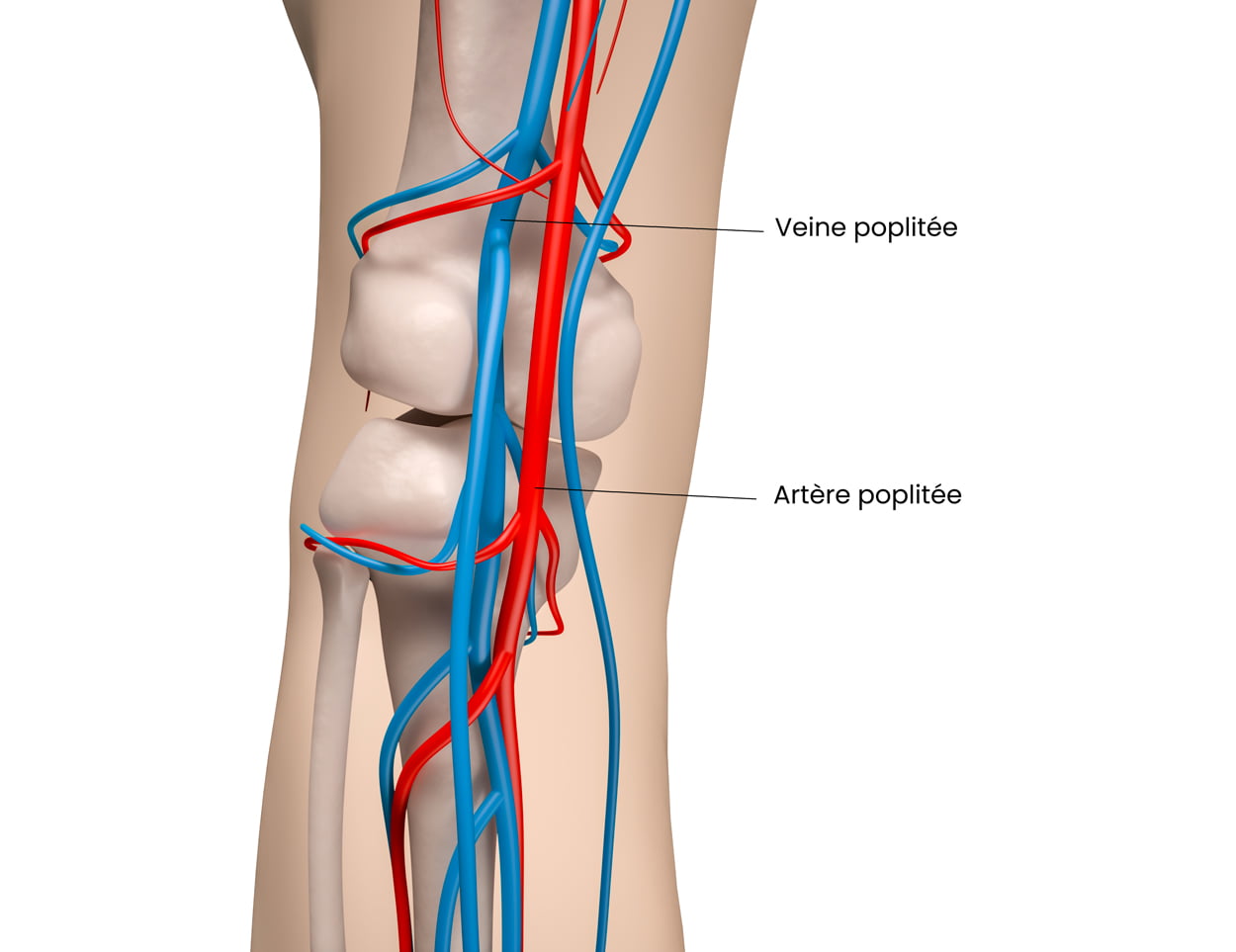 Schema anatomique de la vascularisation du genou