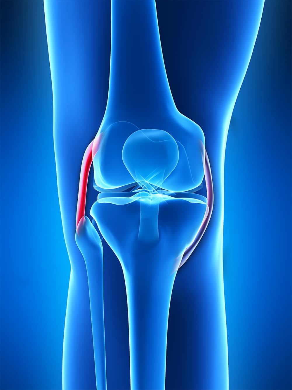 Schema descriptif du ligament collatéral latéral